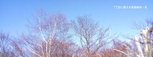 白樺会青葉緑地の冬